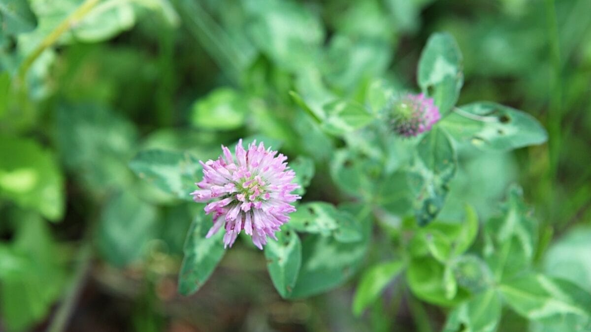 George Washington’s 20 Crops Shaped U.S. Farming Forever 9 George Washington’s 20 Crops Shaped U.S. Farming Forever - Clover dp474370986