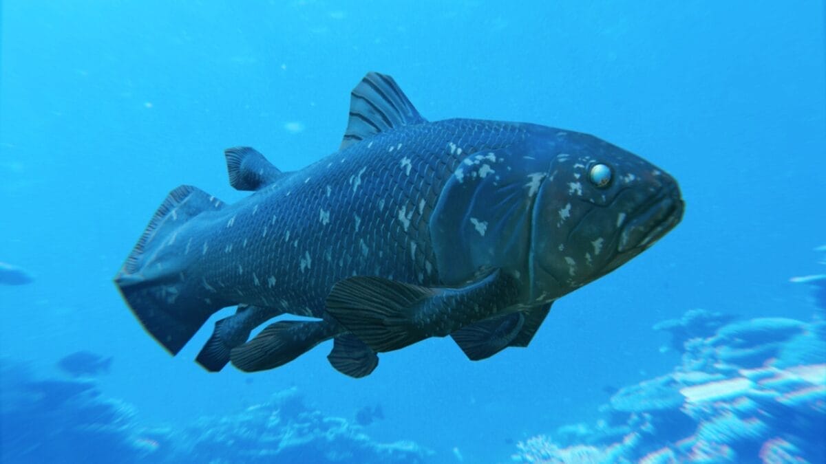 13 Oldest Animal Species Still Thriving in 2024 10 13 Oldest Animal Species Still Thriving in 2024 - Coelacanth dp80094378
