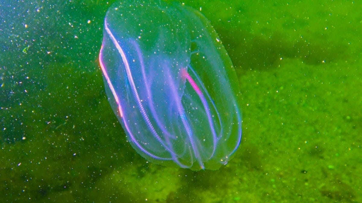 13 Oldest Animal Species Still Thriving in 2024 4 13 Oldest Animal Species Still Thriving in 2024 - Comb Jellies dp433075560