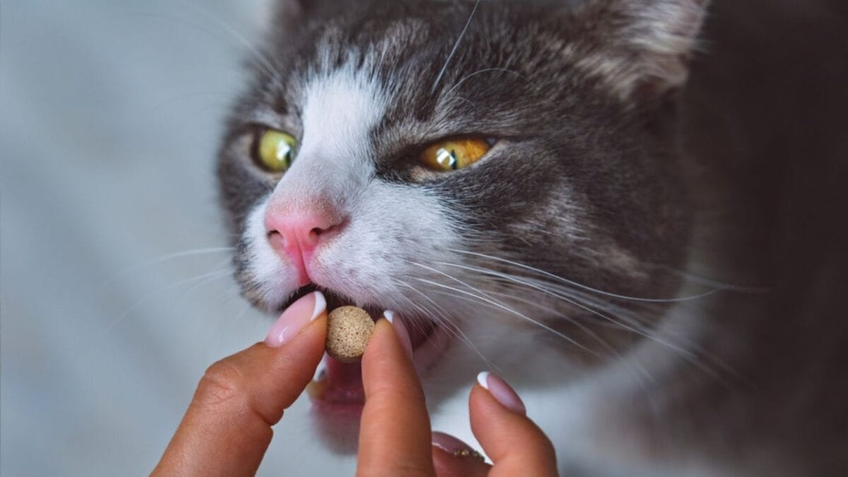 15 Foods That Can Help Your Sick Cat Start Eating Again 12 15 Foods That Can Help Your Sick Cat Start Eating Again - Commercial Appetite Stimulants dp521363302