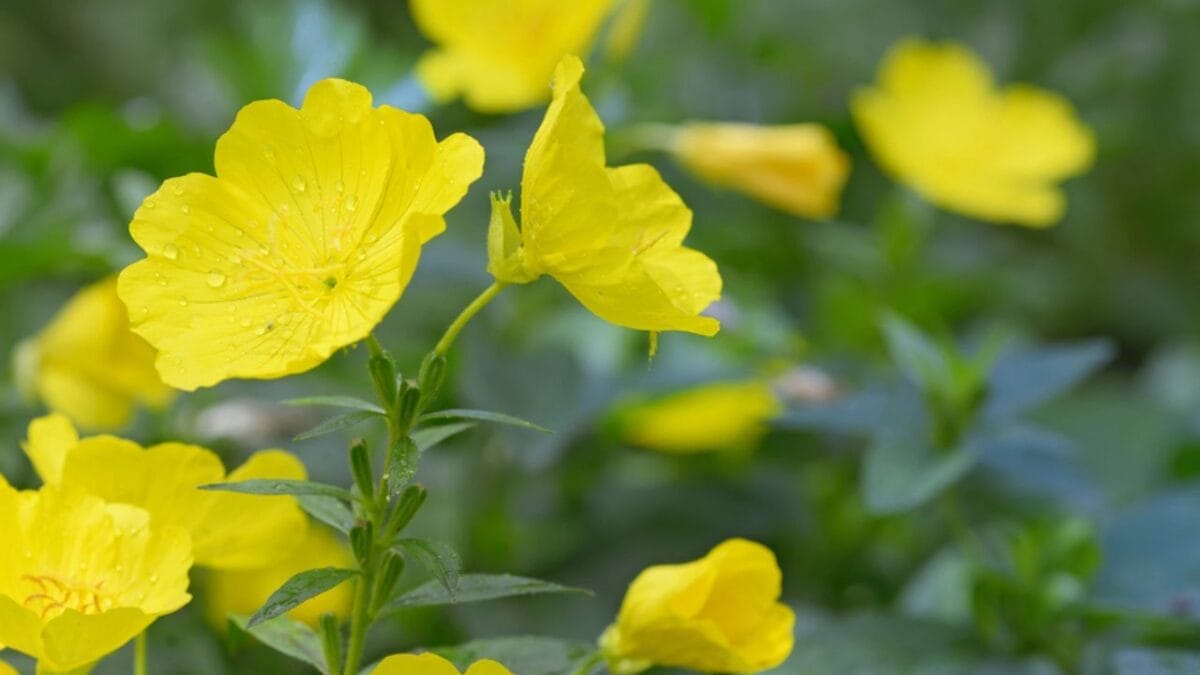 22 Self-Seeding Plants That Do All the Work for You 17 22 Self-Seeding Plants That Do All the Work for You - Common Evening Primrose dp114354994