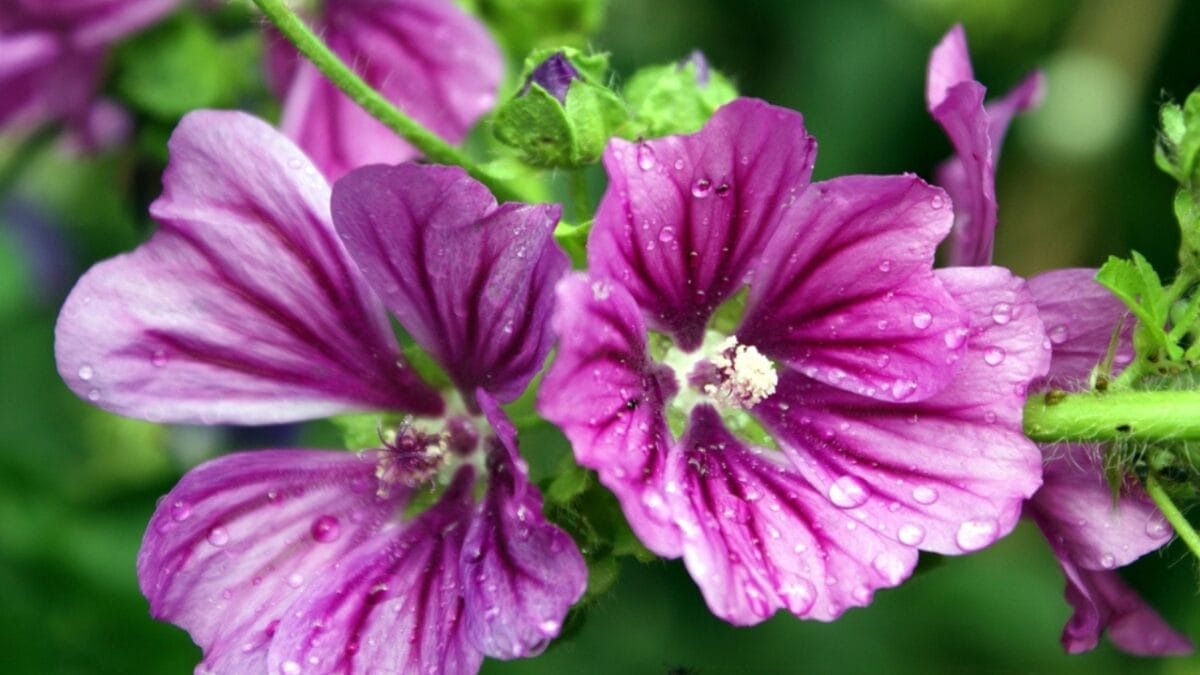 25 Edible Wild Greens to Forage for Your Next Meal 15 25 Edible Wild Greens to Forage for Your Next Meal - Common Mallow dp67576241