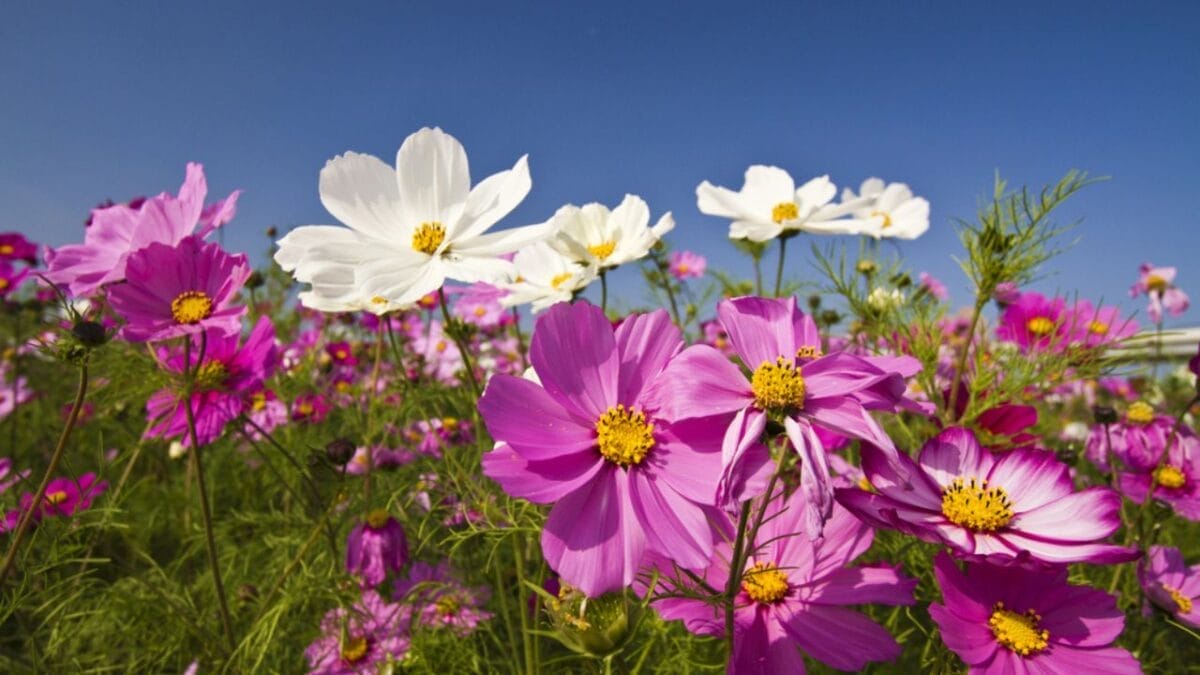 20 Elegant Pink Flowers You Need in Your Garden for That Timeless Touch 6 20 Elegant Pink Flowers You Need in Your Garden for That Timeless Touch - Comos dp40436739