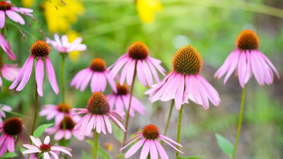 15 Low-Growing Perennials Perfect for Small Gardens 2 15 Low-Growing Perennials Perfect for Small Gardens - Coneflower dp199439420