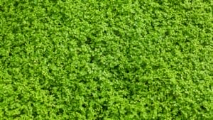7-Simple Steps to Cultivating a Corsican Mint Lawn 1 7-Simple Steps to Cultivating a Corsican Mint Lawn - Corsican mint carpet plant s1641985942