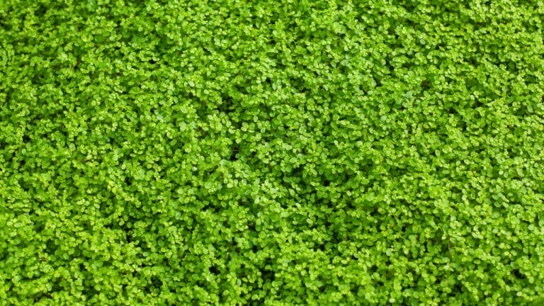 7-Simple Steps to Cultivating a Corsican Mint Lawn - Corsican mint carpet plant s1641985942