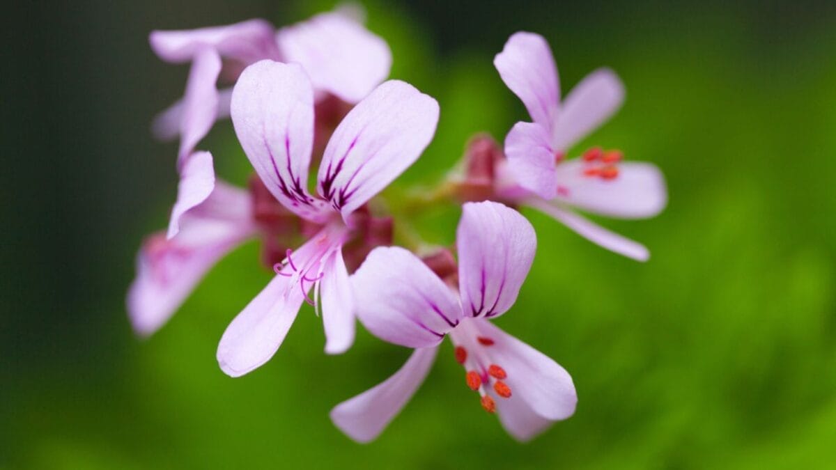 20 Elegant Pink Flowers You Need in Your Garden for That Timeless Touch 13 20 Elegant Pink Flowers You Need in Your Garden for That Timeless Touch - Cranesbill Geranium dp78825940