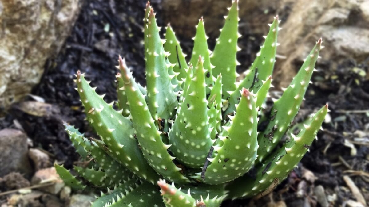 15 Stunning Succulents That Change Color 15 15 Stunning Succulents That Change Color - Crosbys Prolific ss235702618