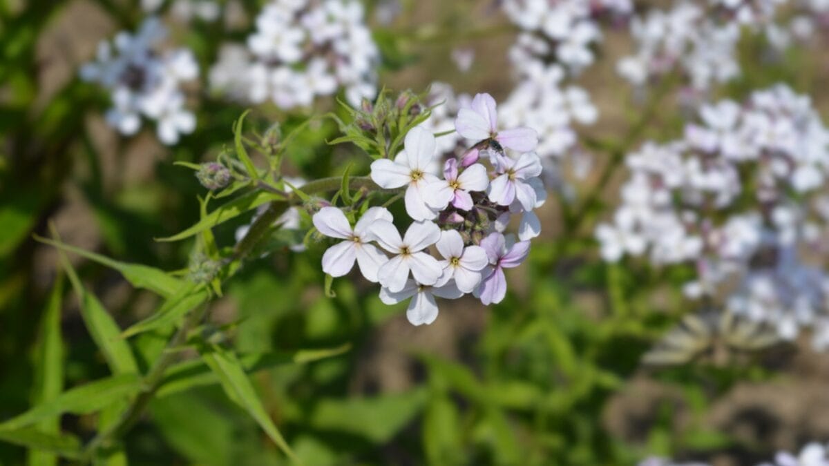 15 Innocent-Looking Flowers That Could Destroy Your Landscape 8 15 Innocent-Looking Flowers That Could Destroy Your Landscape - Dames Rocket dp333769696