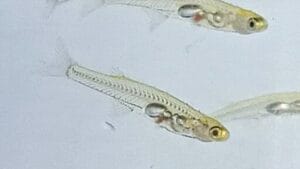 The Small Fish with a Remarkable Roar: Louder Than Fireworks 1 The Small Fish with a Remarkable Roar: Louder Than Fireworks - Danionella C wc