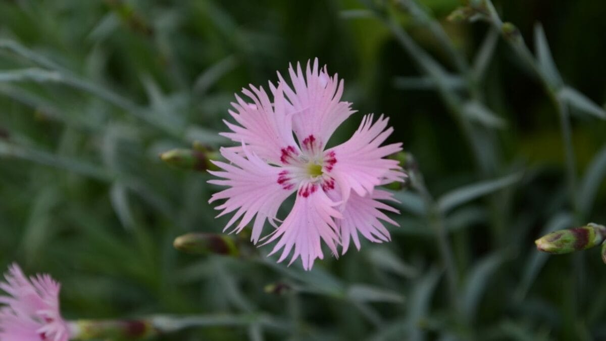 20 Elegant Pink Flowers You Need in Your Garden for That Timeless Touch 3 20 Elegant Pink Flowers You Need in Your Garden for That Timeless Touch - Dianthus dp491918840