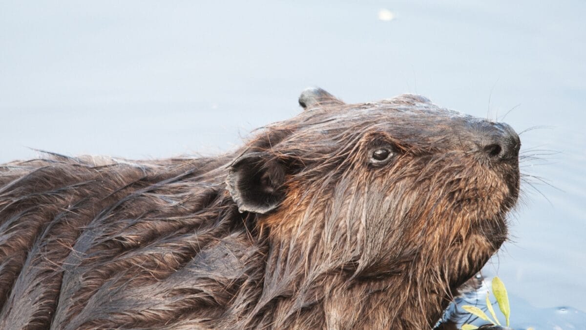 History's Unlikely Partners: The Vital Role of Beavers in Ancient Times 3 History's Unlikely Partners: The Vital Role of Beavers in Ancient Times - Did Ancient Humans Value Beavers dp378740872