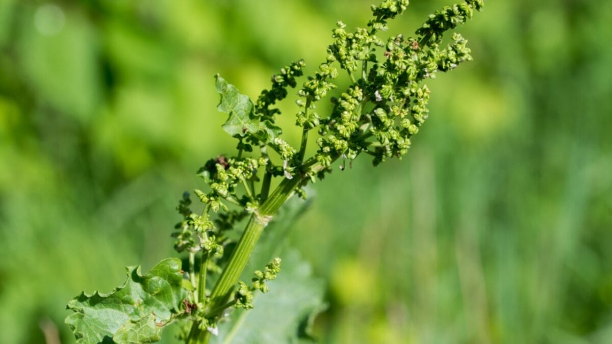 25 Edible Wild Greens to Forage for Your Next Meal 17 25 Edible Wild Greens to Forage for Your Next Meal - Dock dp718275692