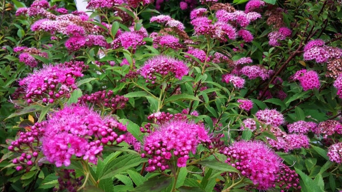 15 Flowering Shrubs to Make Your Yard Stand Out 11 15 Flowering Shrubs to Make Your Yard Stand Out - Double Play Pink Spirea ss687408901