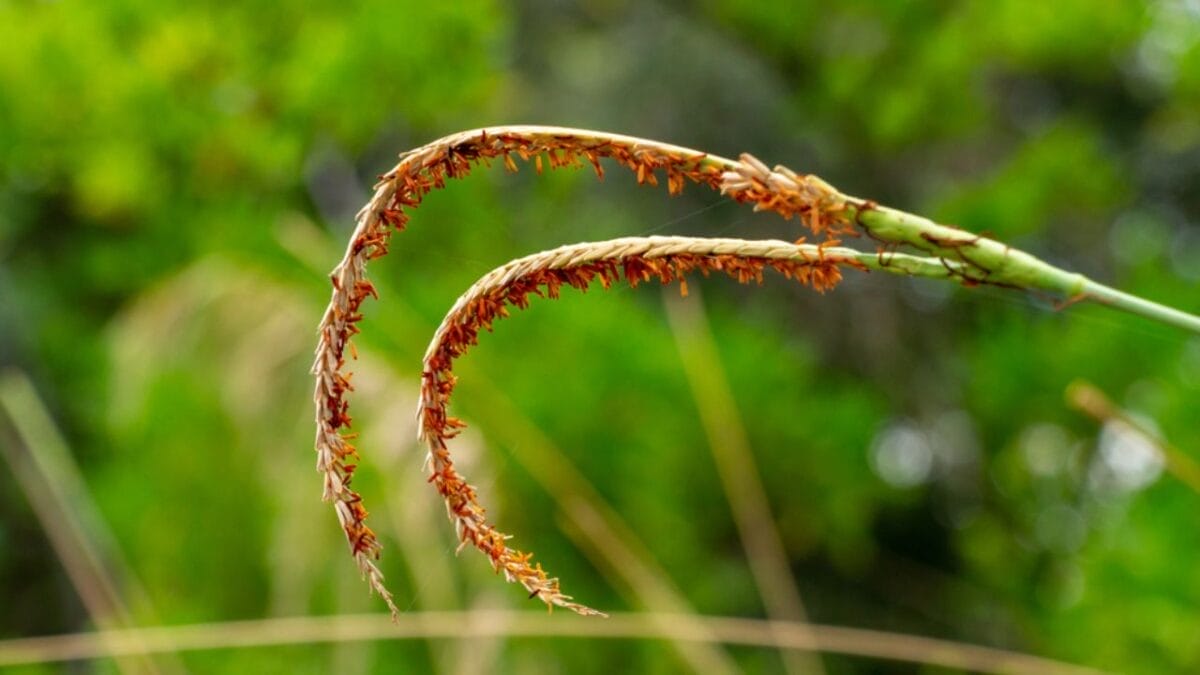 10 Plants That Will Attract Fireflies to Your Yard - Eastern Gamagrass ss1167522823