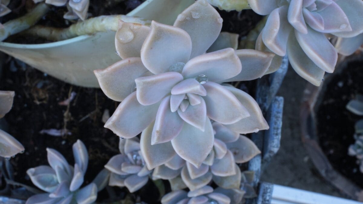 12 Plants to Complement Sage Green and Boost Wellness 4 12 Plants to Complement Sage Green and Boost Wellness - Echeveria dp307401618