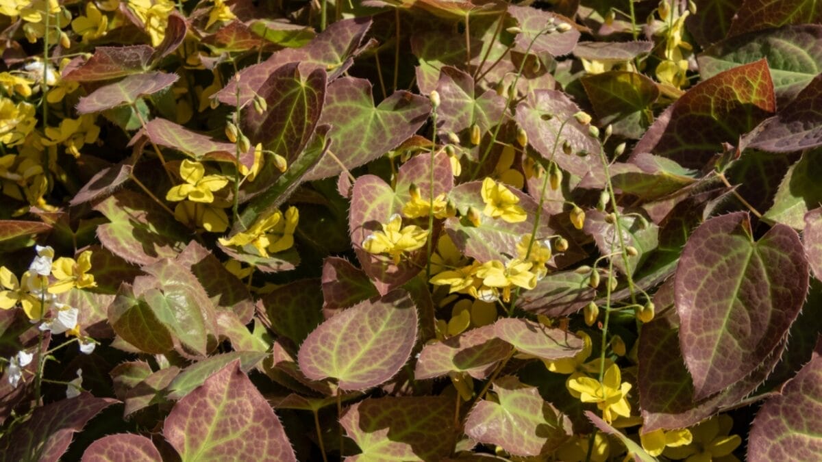 15 Weed-Busting & Drought-Proof Plants That Pull Double Duty 15 15 Weed-Busting & Drought-Proof Plants That Pull Double Duty - Epimedium Drought Tolerant Ground Cover dp619171742