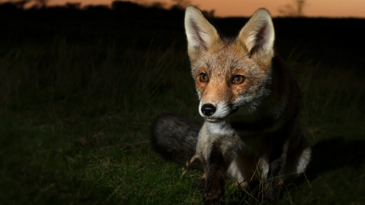15 Facts About Red Foxes: Nature's Survivors 12 15 Facts About Red Foxes: Nature's Survivors - Excellent Night Vision dp355781362