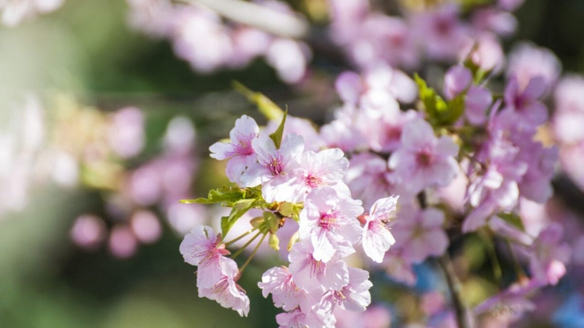 20 Elegant Pink Flowers You Need in Your Garden for That Timeless Touch 11 20 Elegant Pink Flowers You Need in Your Garden for That Timeless Touch - Flowering Almond ss409931593