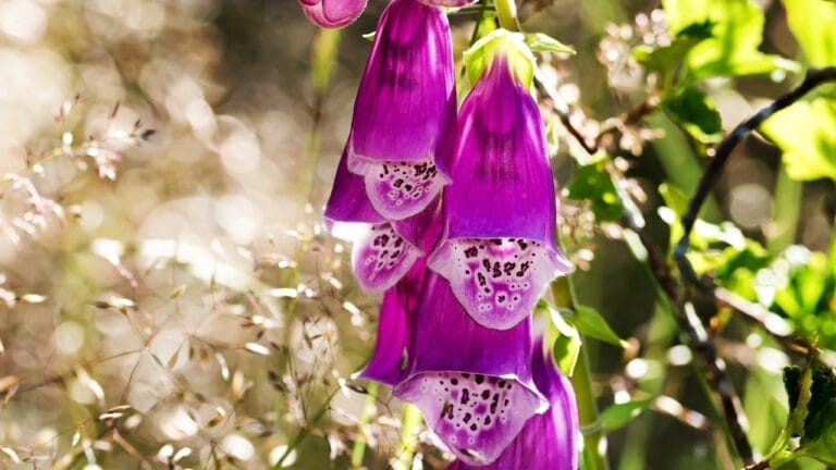 25 Hardy Outdoor Plants for Your Shady Garden Oasis 5 25 Hardy Outdoor Plants for Your Shady Garden Oasis - Foxglove Digitalis dp27783255
