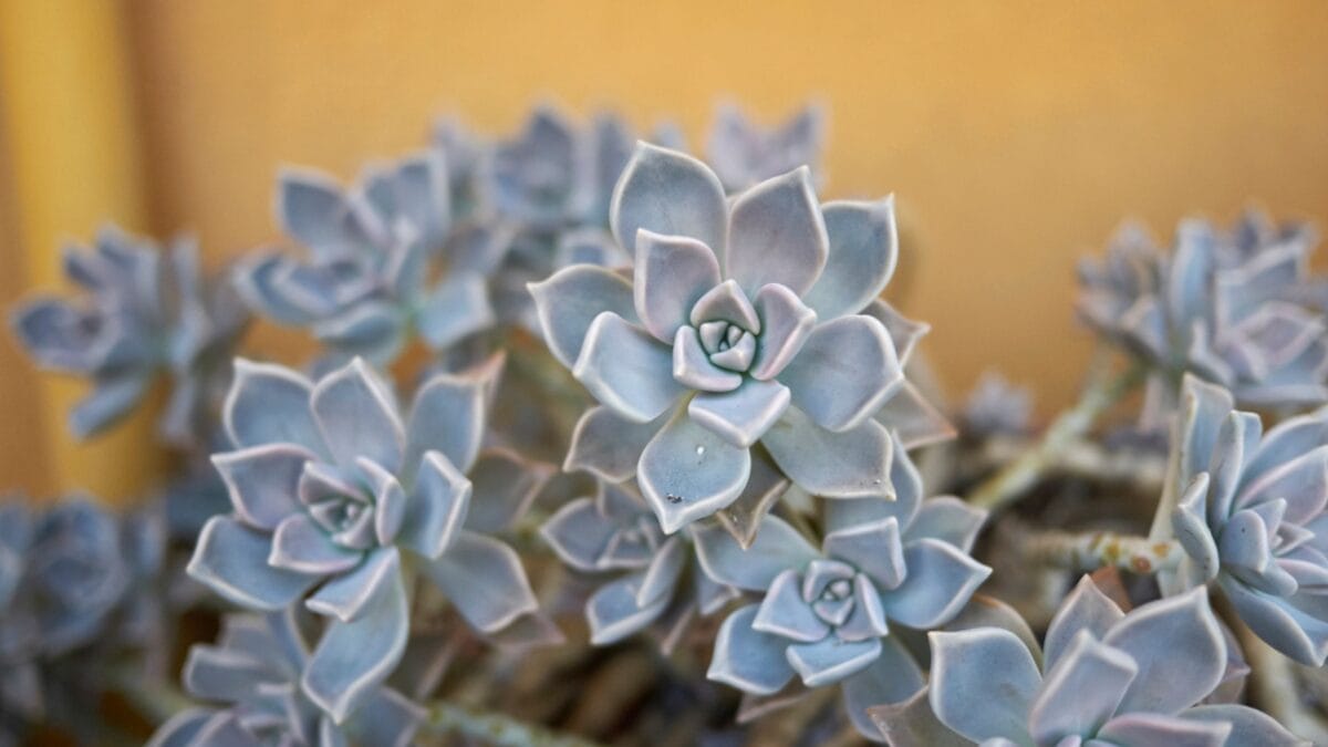 15 Stunning Succulents That Change Color 6 15 Stunning Succulents That Change Color - Ghost Plant dp457183312