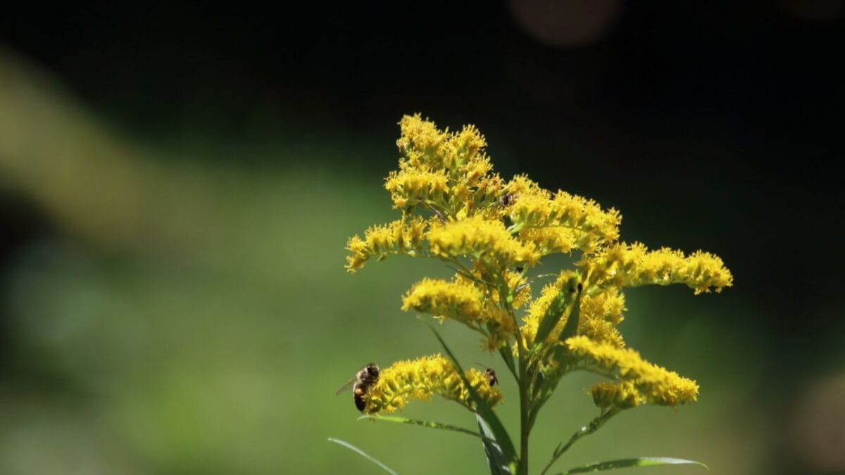 10 Plants That Will Attract Fireflies to Your Yard 6 10 Plants That Will Attract Fireflies to Your Yard - Goldenrod dp672087066