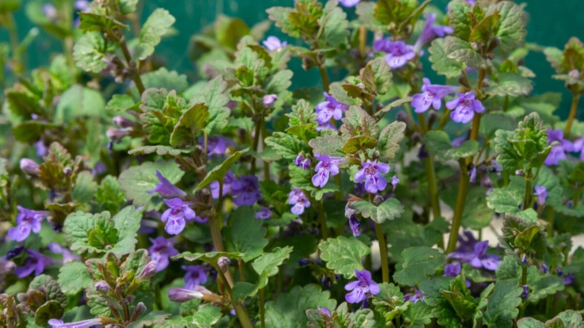 25 Edible Wild Greens to Forage for Your Next Meal 22 25 Edible Wild Greens to Forage for Your Next Meal - Ground Ivy Creeping Charlie dp575418518