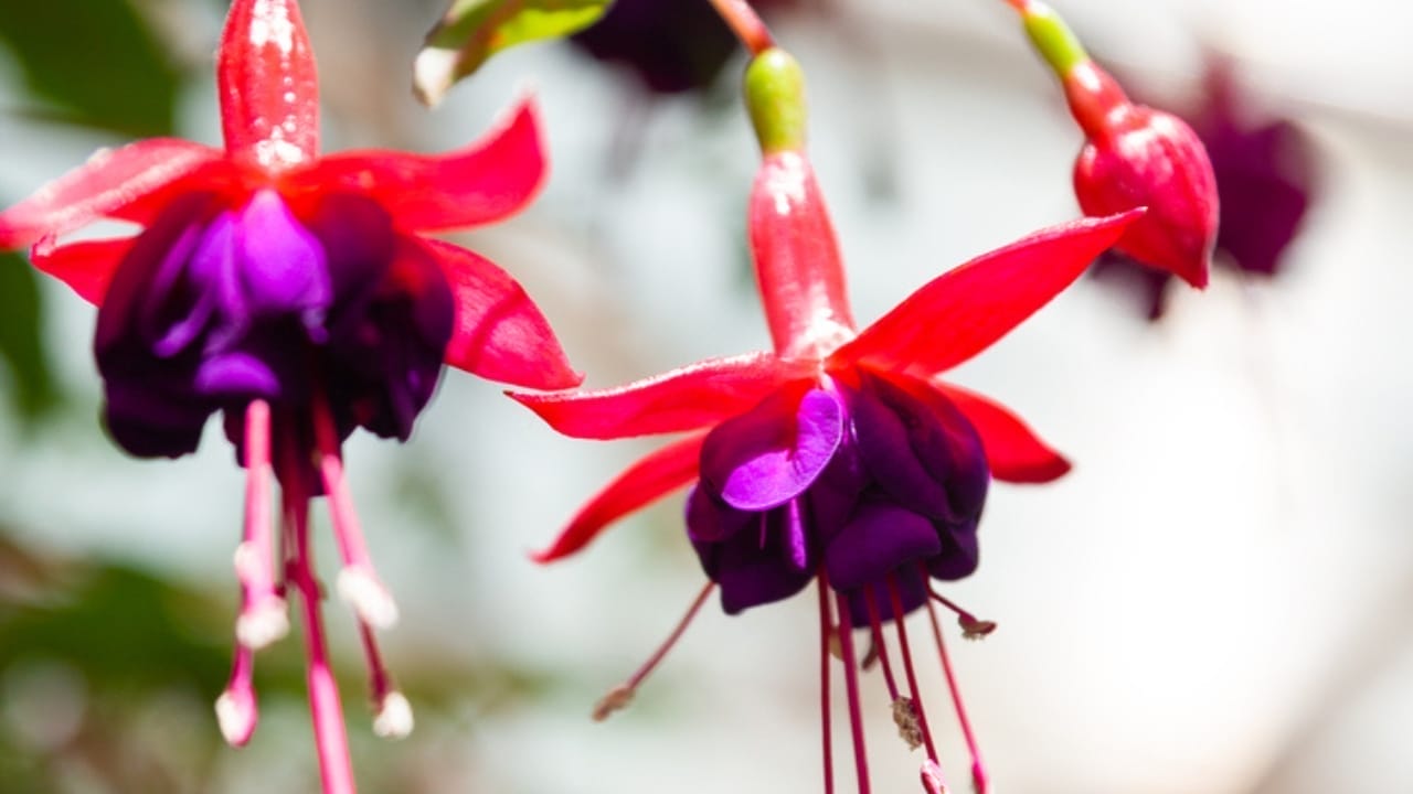 Attract Hummingbirds to Your Hanging Baskets with These 10 Low-Key Flowers - Hardy Fuchsia dp342634970