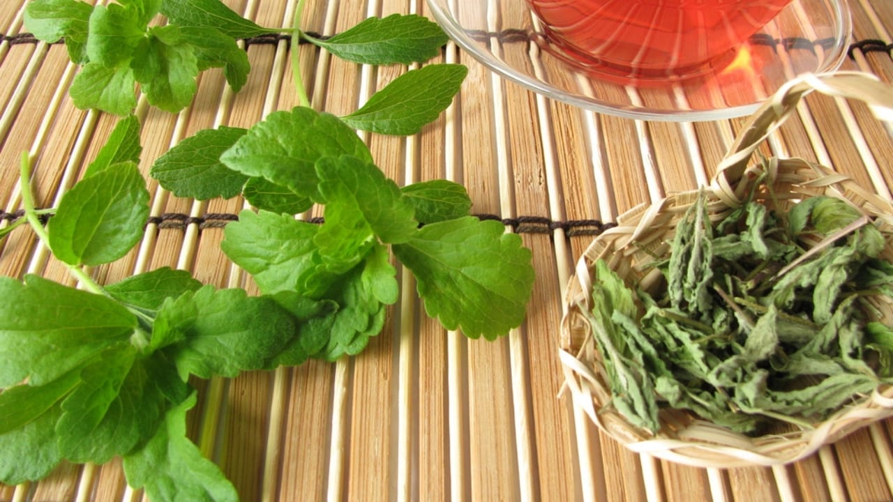 How to Grow & Extract Stevia at Home, Nature's Zero-Calorie Sweetener 4 How to Grow & Extract Stevia at Home, Nature's Zero-Calorie Sweetener - Harvest stevia dp3759537