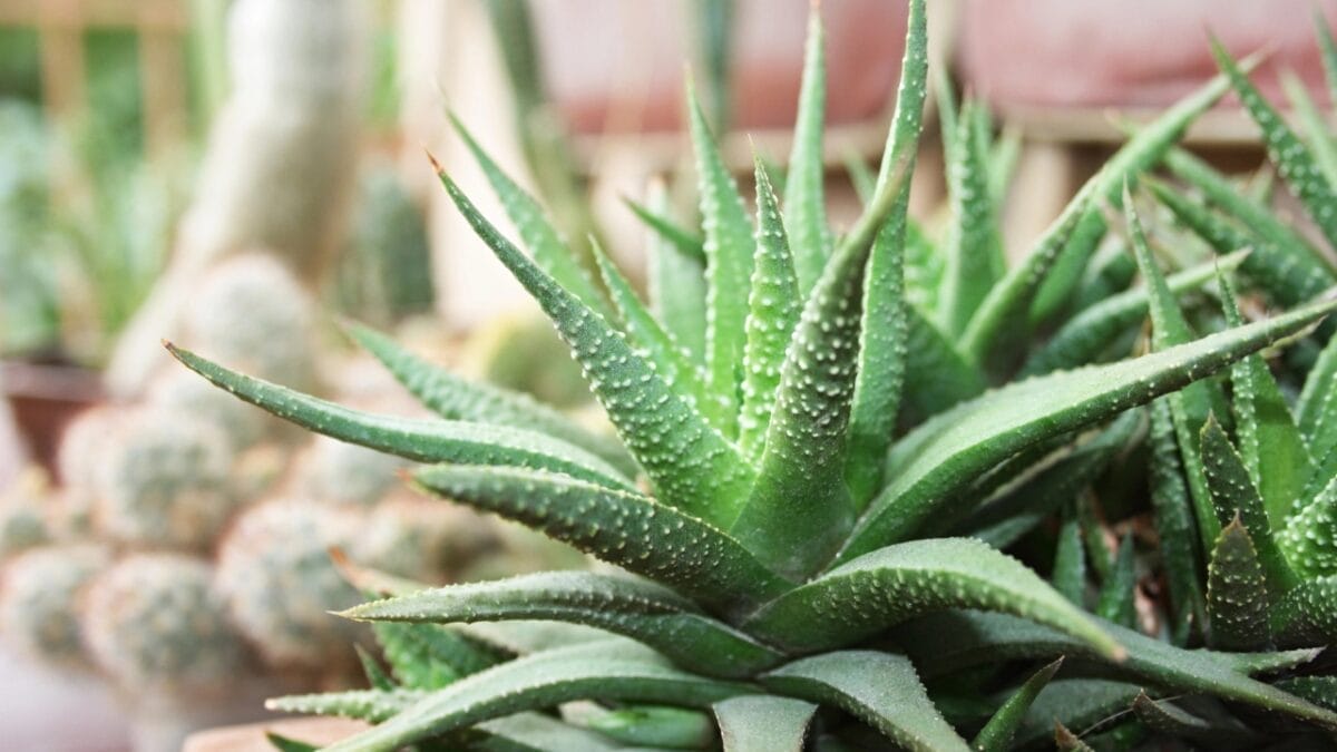 11 Succulents That are a Breeze for Beginners to Grow 13 11 Succulents That are a Breeze for Beginners to Grow - Haworthia dp3853042