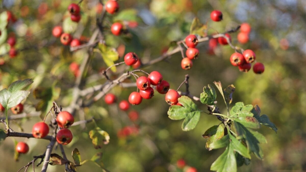 23 Flowering Plants & Herbs That Offer Food for Birds 13 23 Flowering Plants & Herbs That Offer Food for Birds - Hawthorn dp679304338