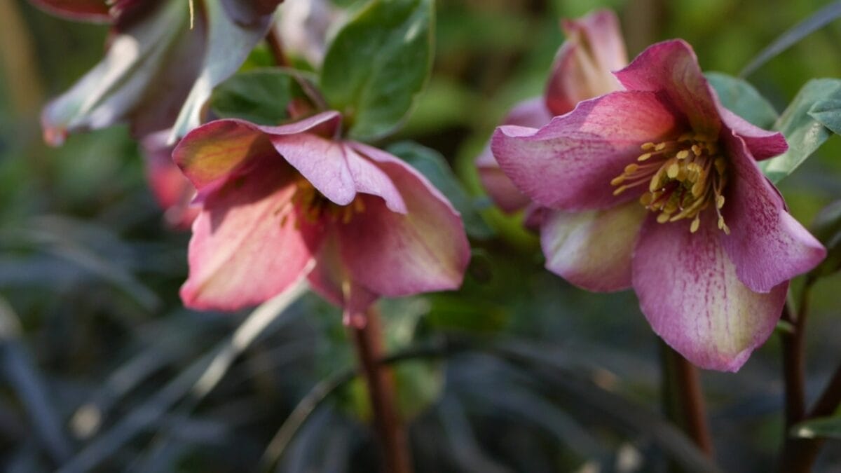 25 Hardy Outdoor Plants for Your Shady Garden Oasis 12 25 Hardy Outdoor Plants for Your Shady Garden Oasis - Hellebore Winters Rose dp446548168