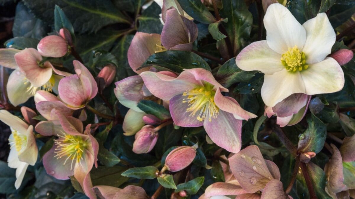 15 Garden Plants That Can Last a Lifetime 12 15 Garden Plants That Can Last a Lifetime - Hellebore dp287679836