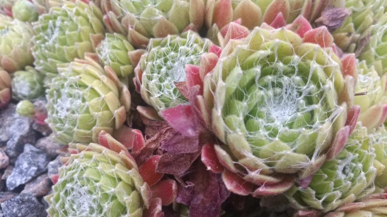 9 Plants That Wait a Lifetime to Bloom Once – And It's Usually Spectacular 9 9 Plants That Wait a Lifetime to Bloom Once – And It's Usually Spectacular - Hens and Chicks dp202327352