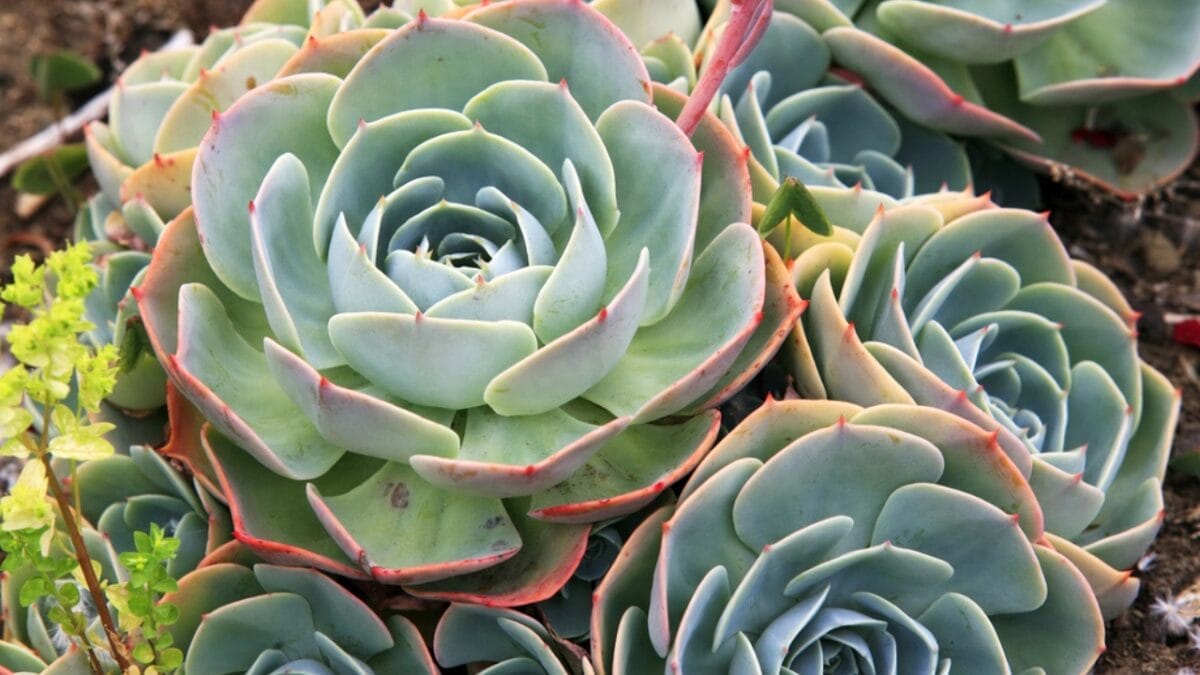 10 Cat-Safe Succulents That Bring the Beauty of Nature Indoors Without Worry 4 10 Cat-Safe Succulents That Bring the Beauty of Nature Indoors Without Worry - Hens and Chicks dp6208623