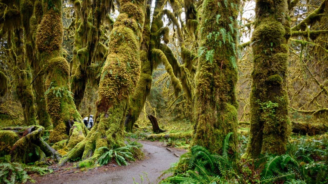 16 Unexpected Places to Find Water in an Emergency 12 16 Unexpected Places to Find Water in an Emergency - Hoh rainforest ss640425094