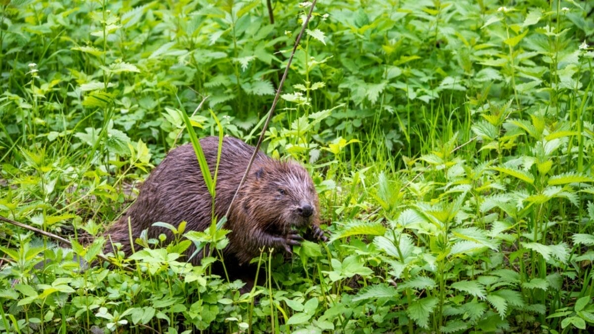 Experts Impressed by Wetlands Discovery 10 Years After Beaver Reintroduction 2 Experts Impressed by Wetlands Discovery 10 Years After Beaver Reintroduction - How Do Beavers Help the Environment dp378645516