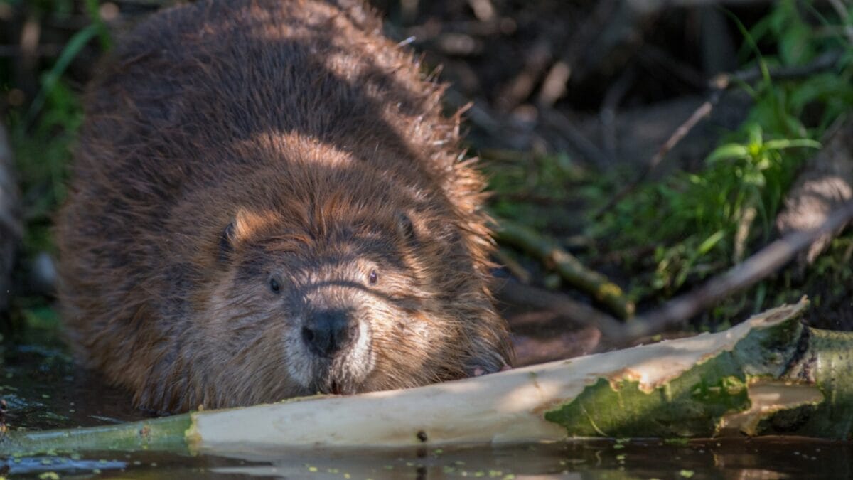 History's Unlikely Partners: The Vital Role of Beavers in Ancient Times 4 History's Unlikely Partners: The Vital Role of Beavers in Ancient Times - How Were Changing Our View of Beavers dp388479480