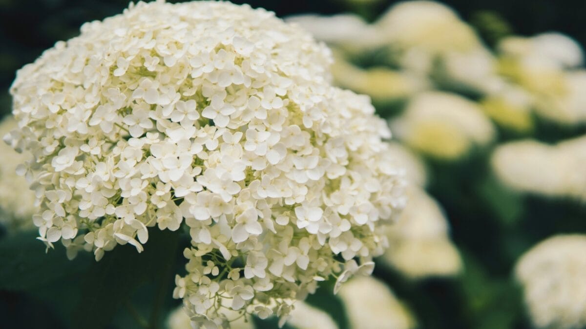 20 Beautiful Plants to Celebrate the Memory of Departed Loved Ones 15 20 Beautiful Plants to Celebrate the Memory of Departed Loved Ones - Hydrangea arborescens dp395099382