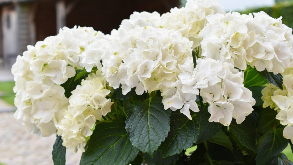 Watch These 13 Flowers Change Colors as the Season Changes 3 Watch These 13 Flowers Change Colors as the Season Changes - Hydrangea macrophylla dp210477380