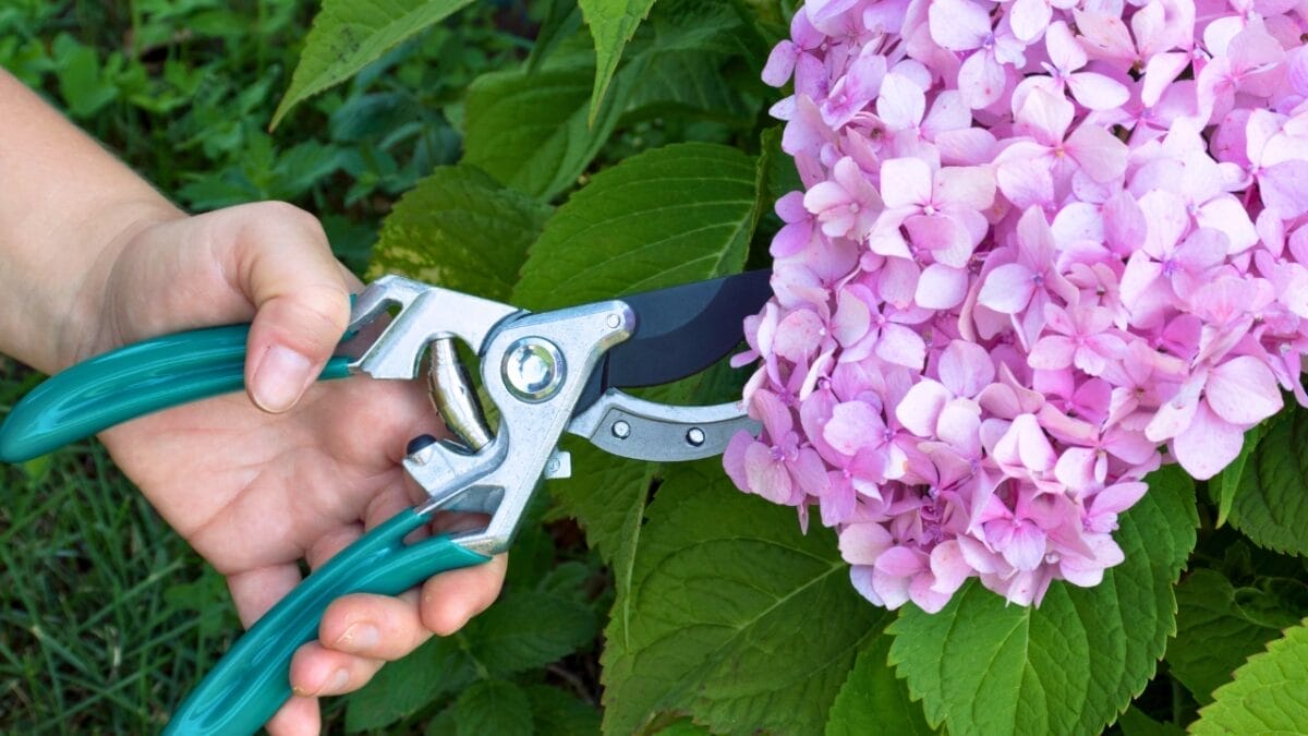 Bring Your Hydrangeas Back to Life with These Easy, Simple Tips - Hydrangea pruning dp496076664