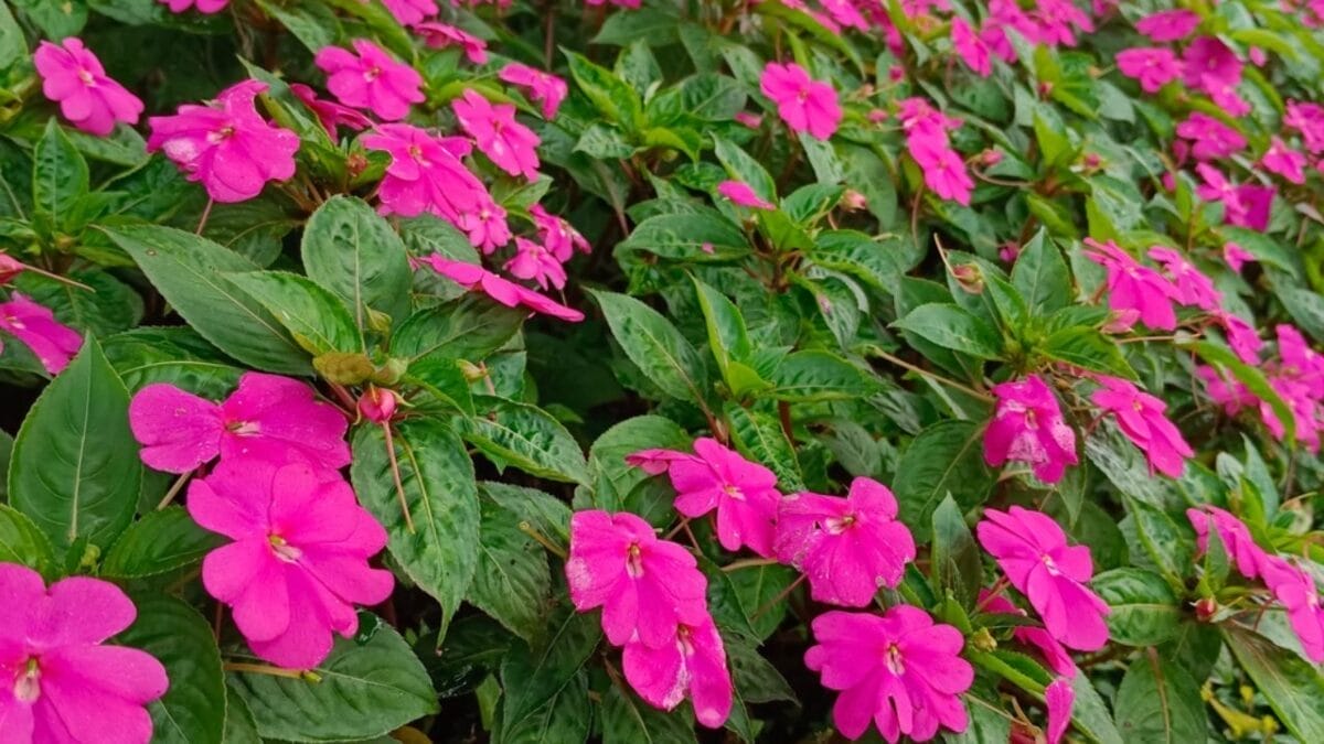15 Gorgeous Pink Flowers That Add Color & Life to Any Garden 5 15 Gorgeous Pink Flowers That Add Color & Life to Any Garden - Impatiens ss2336364121