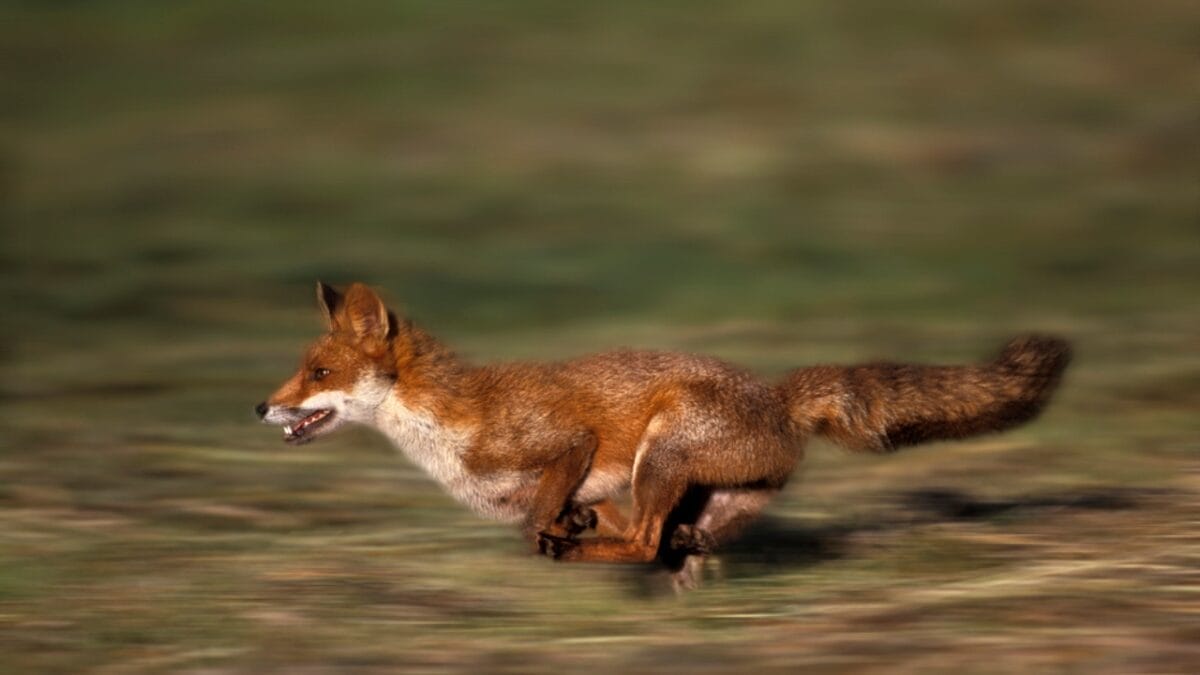15 Facts About Red Foxes: Nature's Survivors 7 15 Facts About Red Foxes: Nature's Survivors - Impressive Athleticism dp350781892
