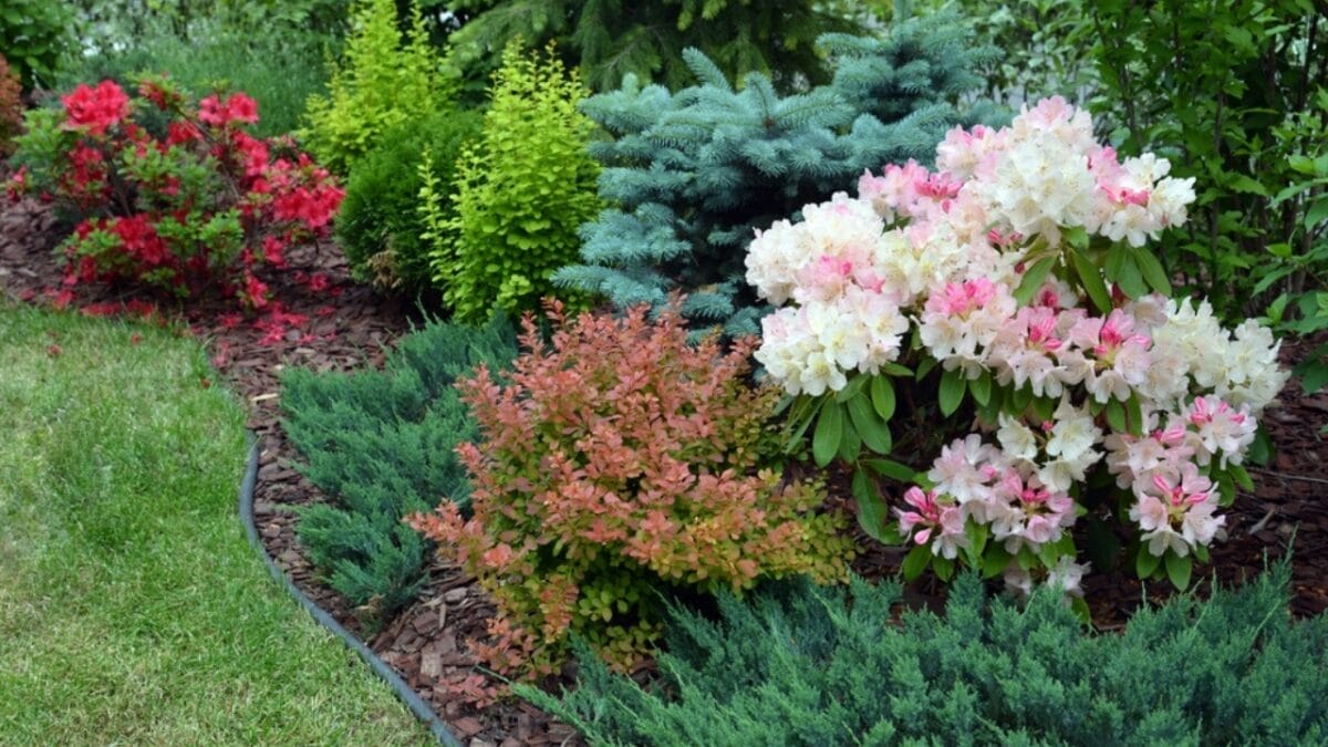 The Best Flowers to Draw Pest-Eating Dragonflies to Your Garden - Incorporate Low Maintenance Native Plants ss2168539185