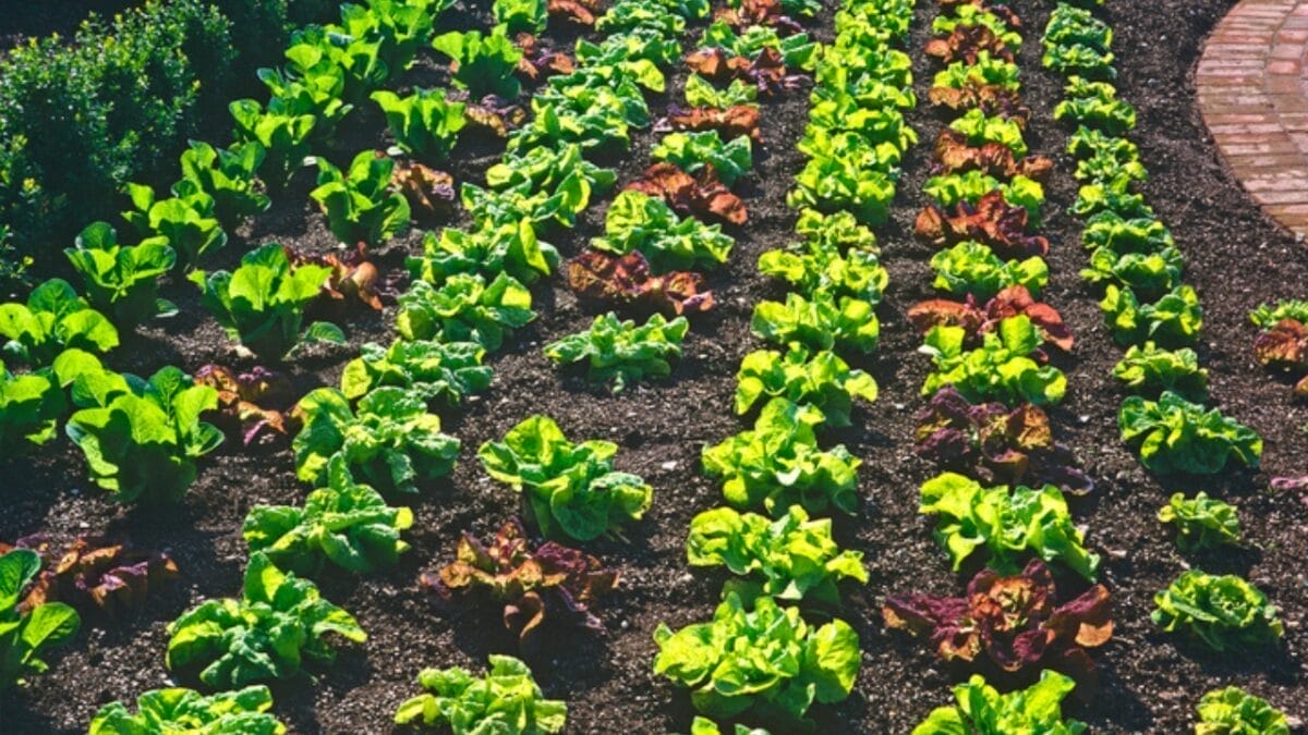 Turn Your Yard into a Thriving Oasis with These 15 Vegetable Garden Ideas 16 Turn Your Yard into a Thriving Oasis with These 15 Vegetable Garden Ideas - Incorporate Edible Landscaping dp263103722