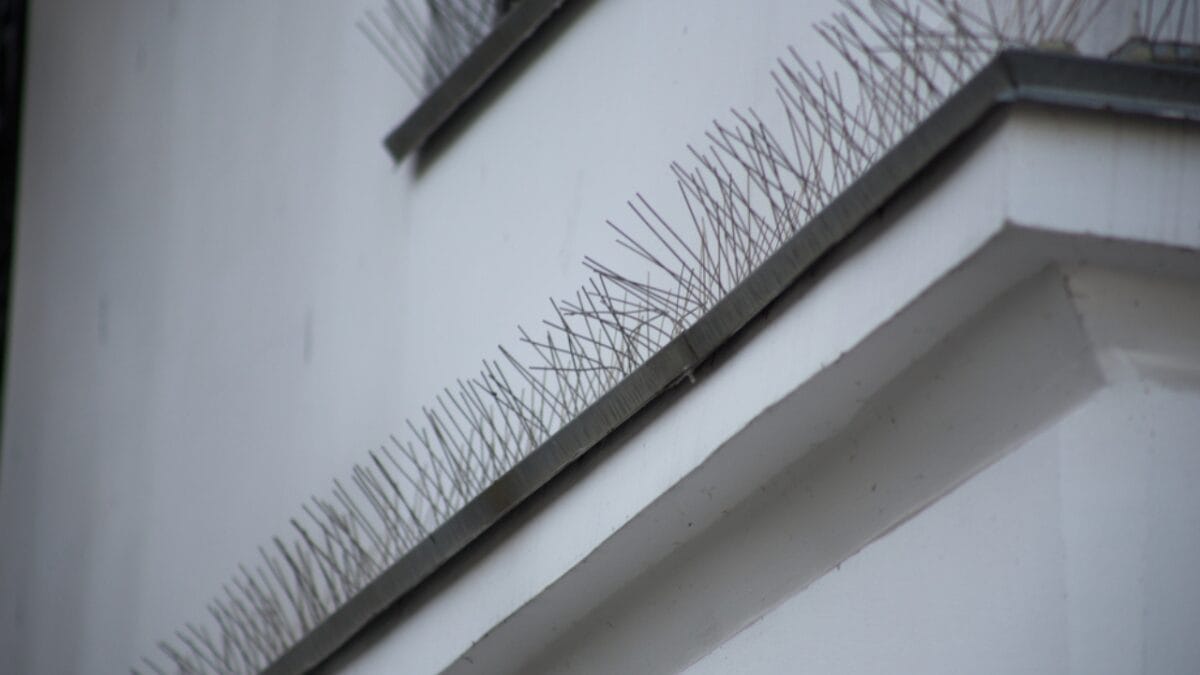 15 Simple Ways to Prevent Birds from Nesting Around Your House 2 15 Simple Ways to Prevent Birds from Nesting Around Your House - Install Bird Spikes dp415334242