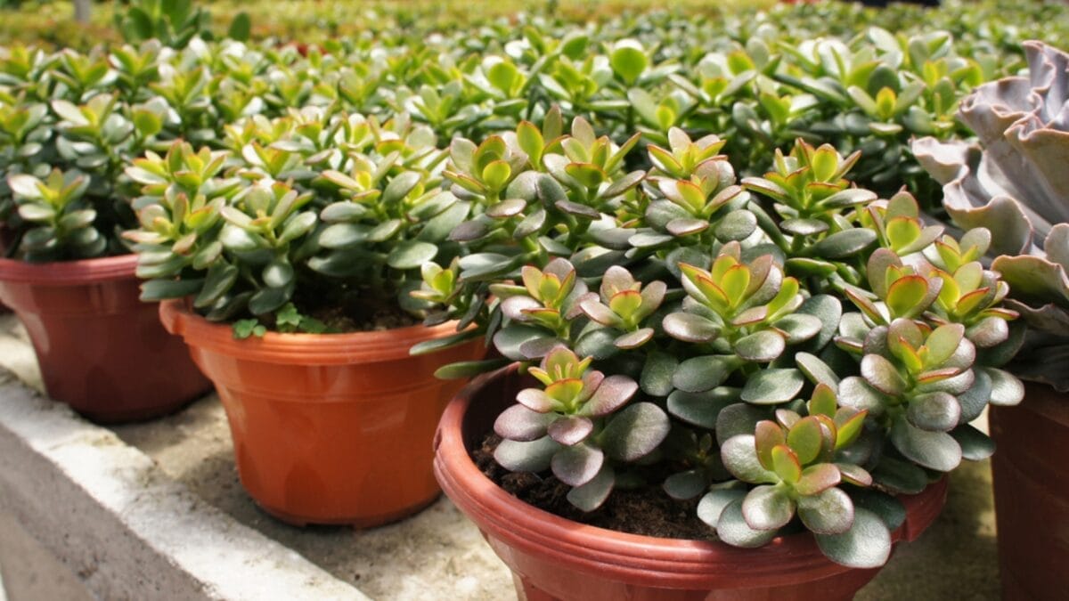 12 Houseplants That Actually Prefer Staying Pot-Bound - Jade Plant dp358701928
