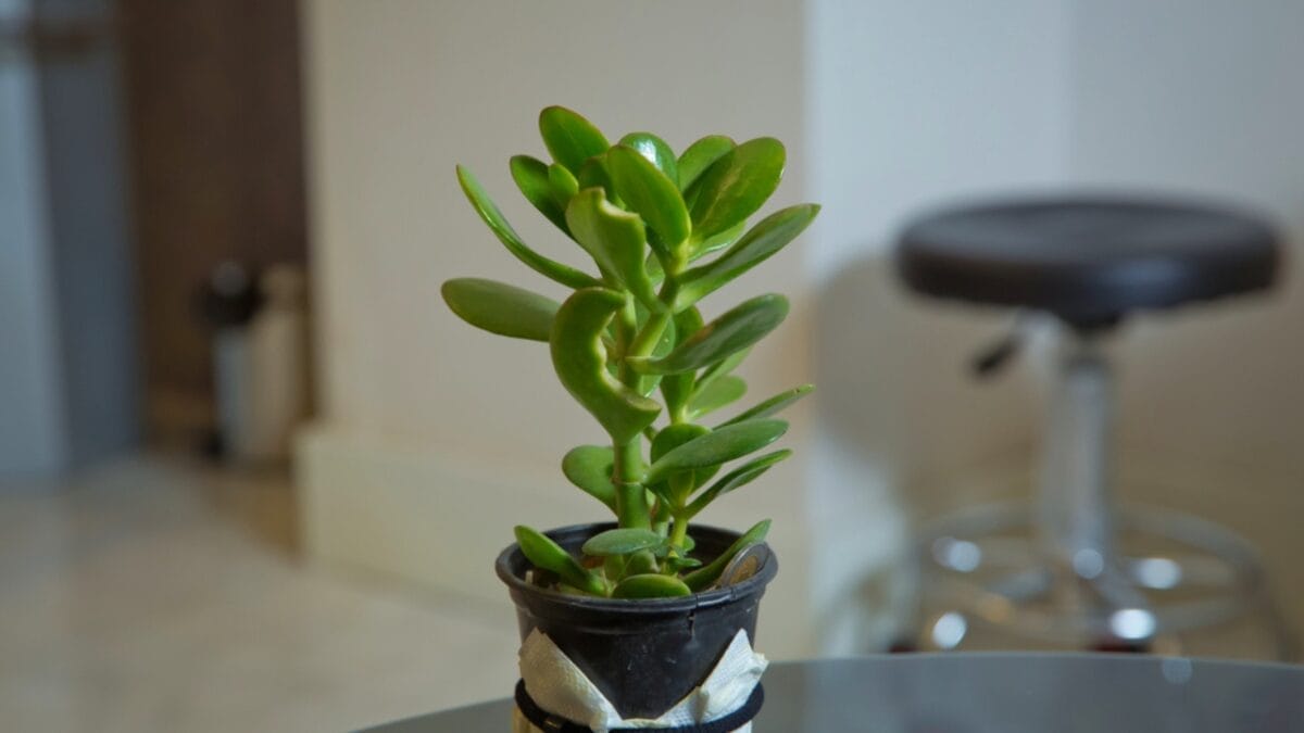 15 Stunning Succulents That Change Color 5 15 Stunning Succulents That Change Color - Jade Plant dp380159462