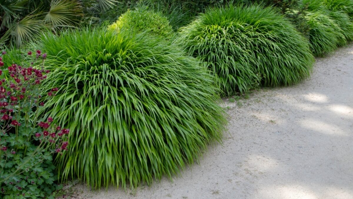 25 Hardy Outdoor Plants for Your Shady Garden Oasis 8 25 Hardy Outdoor Plants for Your Shady Garden Oasis - Japanes fores Grass Graceful Texture dp571255450