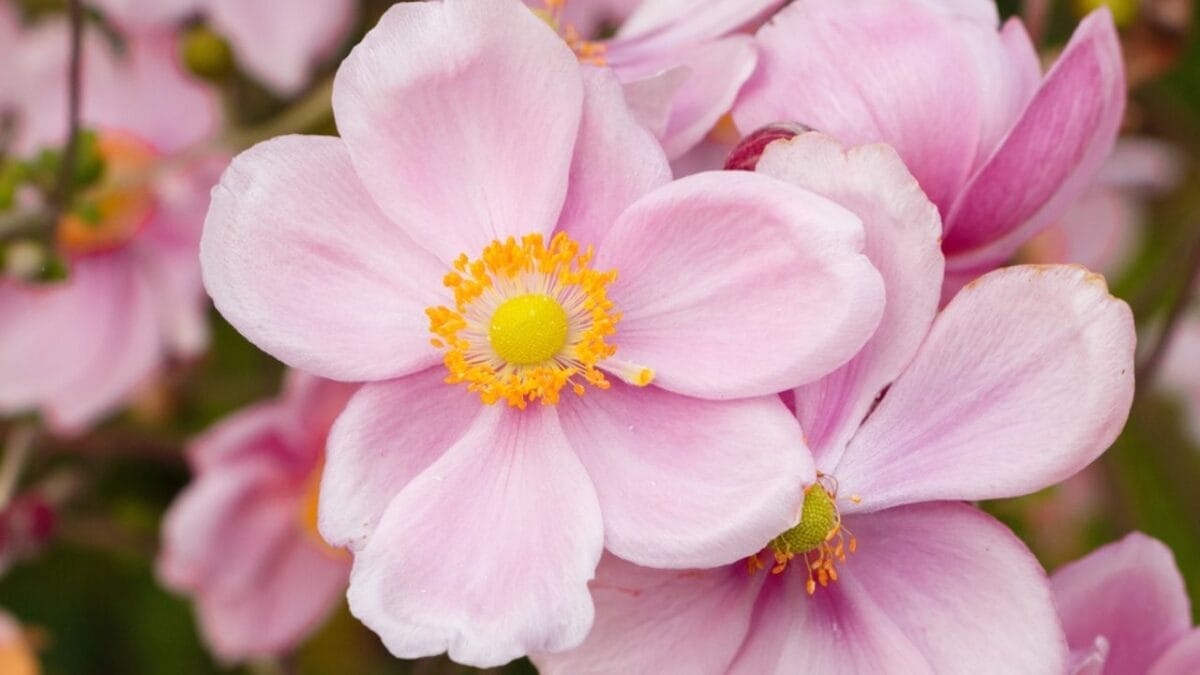 10 Late-Blooming Gems for Your September Garden 5 10 Late-Blooming Gems for Your September Garden - Japanese Anemone dp242752398